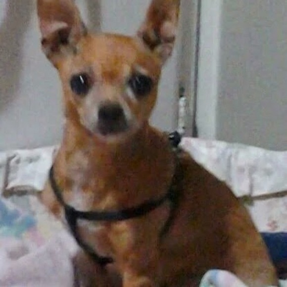 Meet your Posher, Barbara - Picture 1 of 1